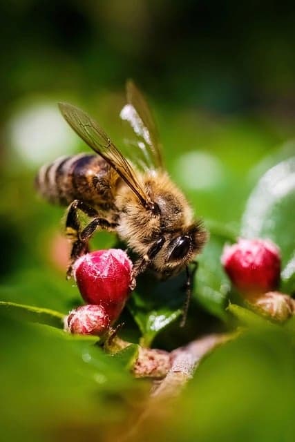 bee polinating coffee flower
